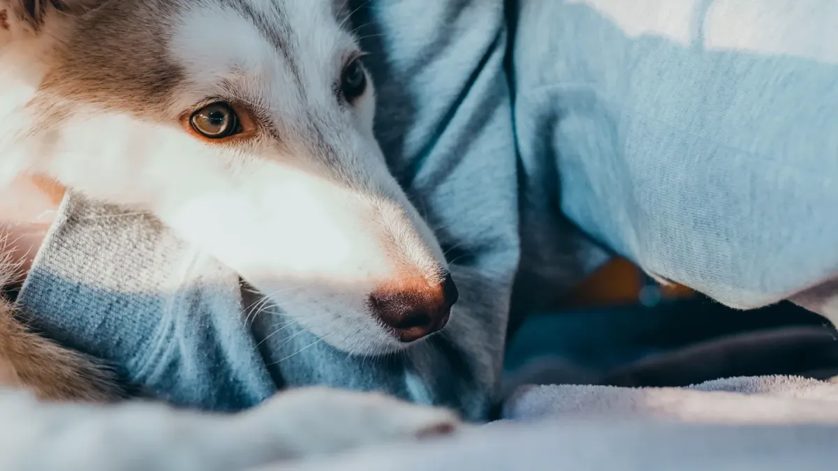 Senior dog resting at home