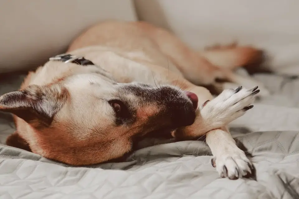 Senior dog resting at home