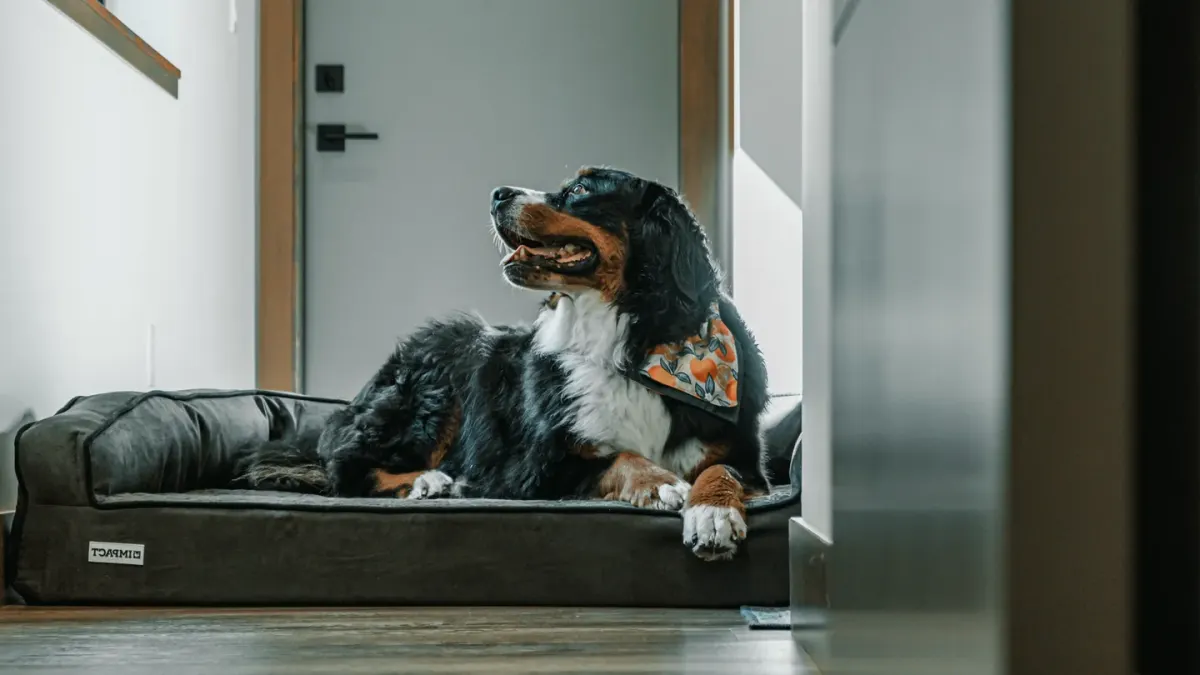 Senior dog resting at home