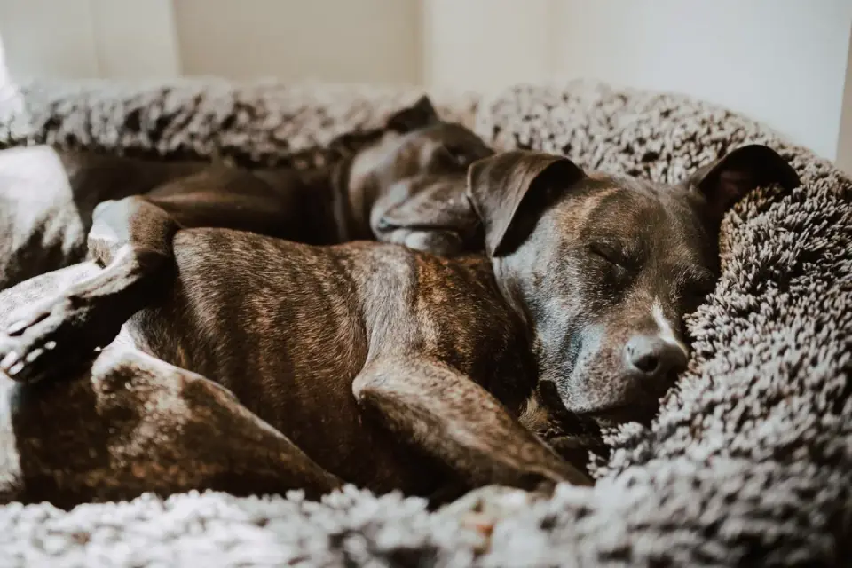 Senior dog resting at home