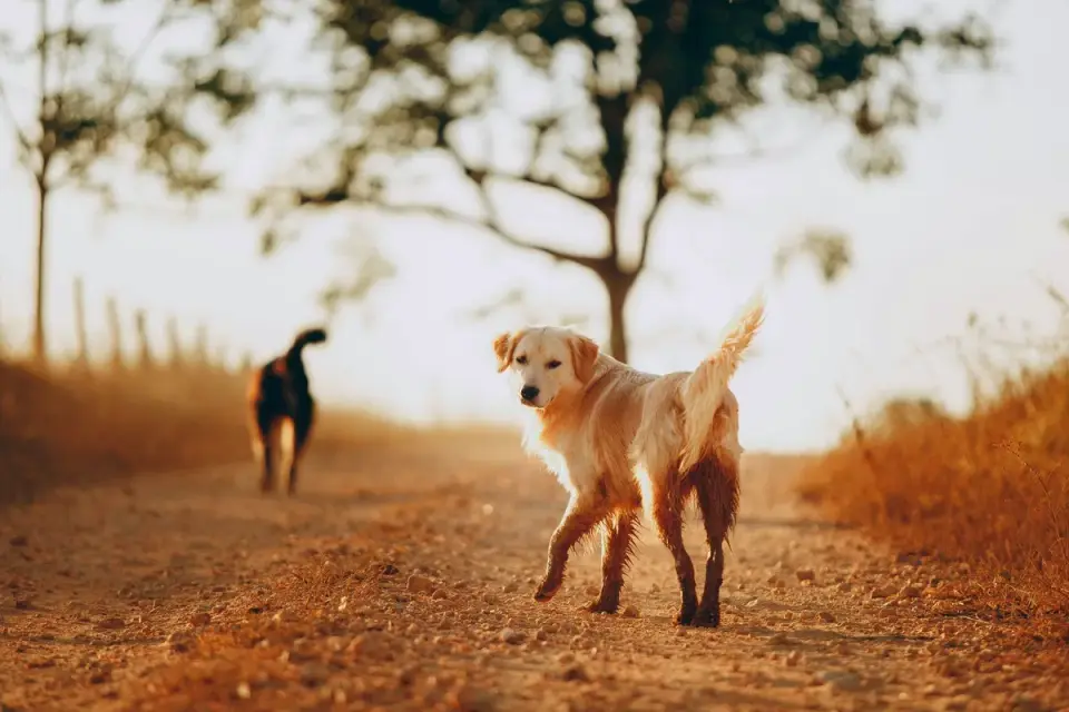 Senior dog walking outdoors