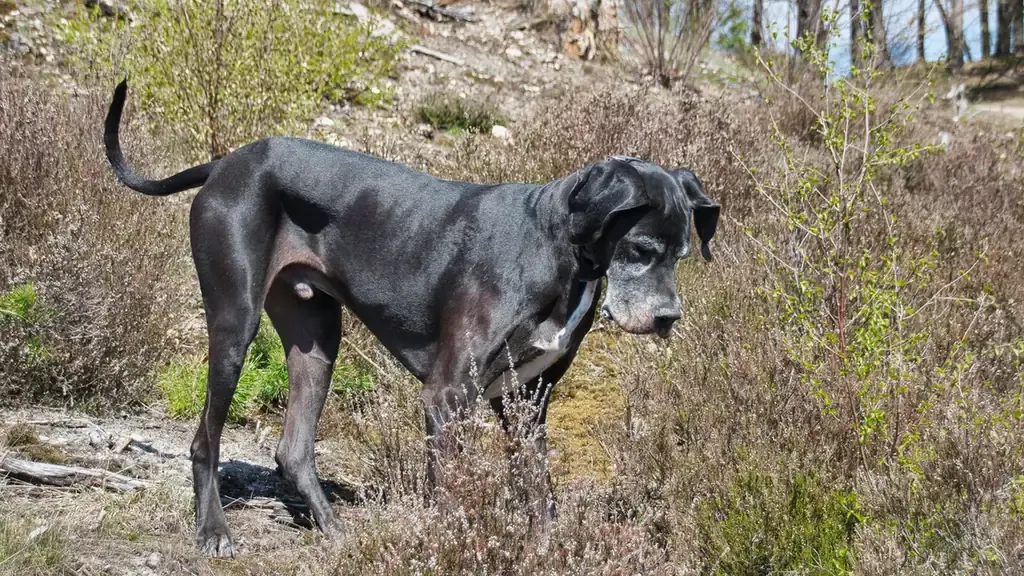 Senior dog walking outdoors