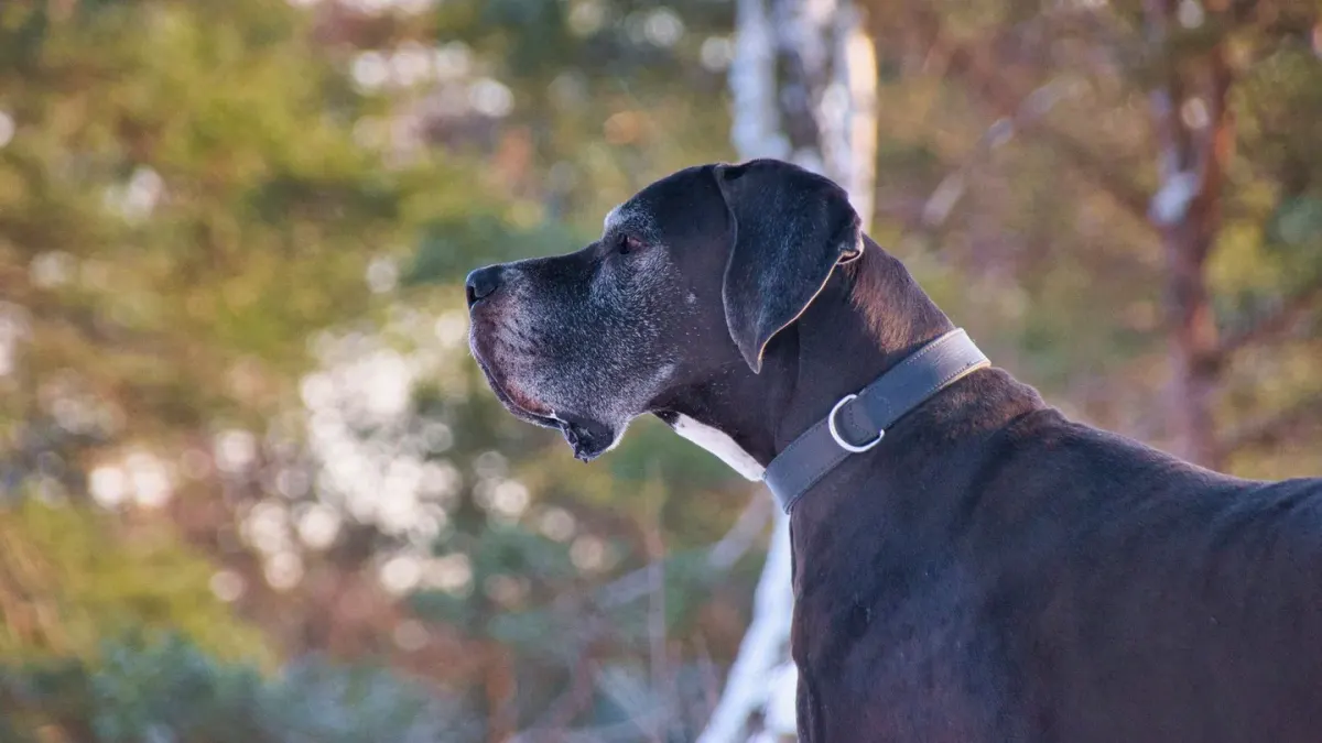 Senior dog walking outdoors
