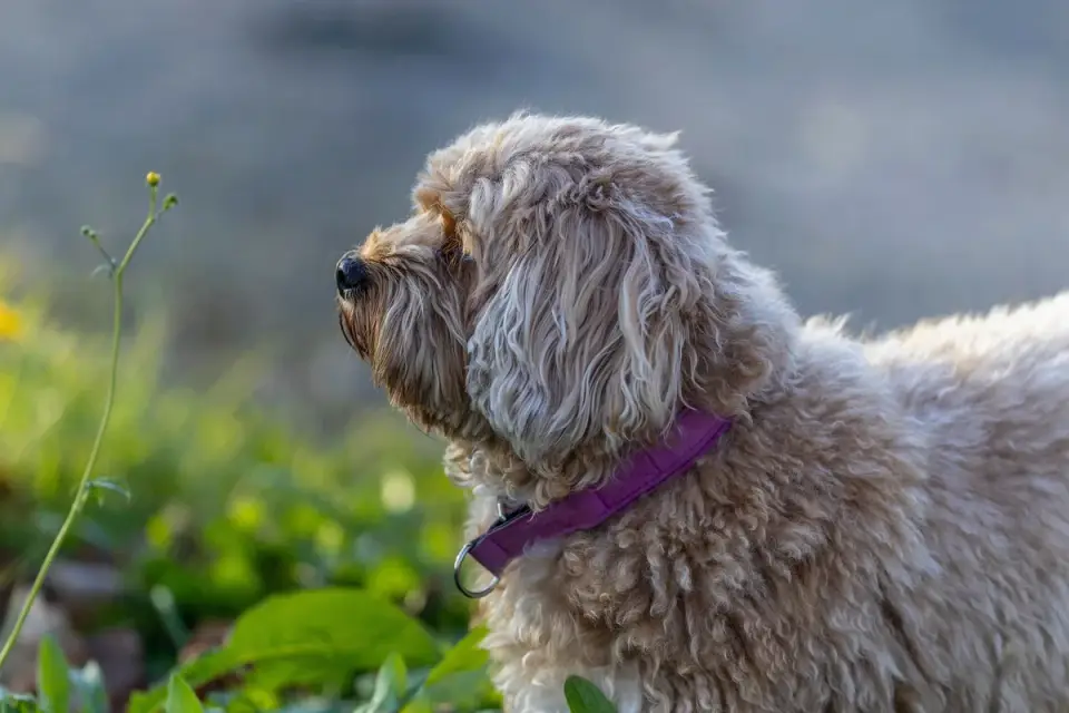 Senior dog walking outdoors