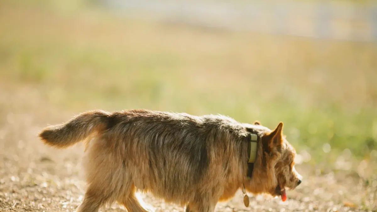 Senior dog walking outdoors