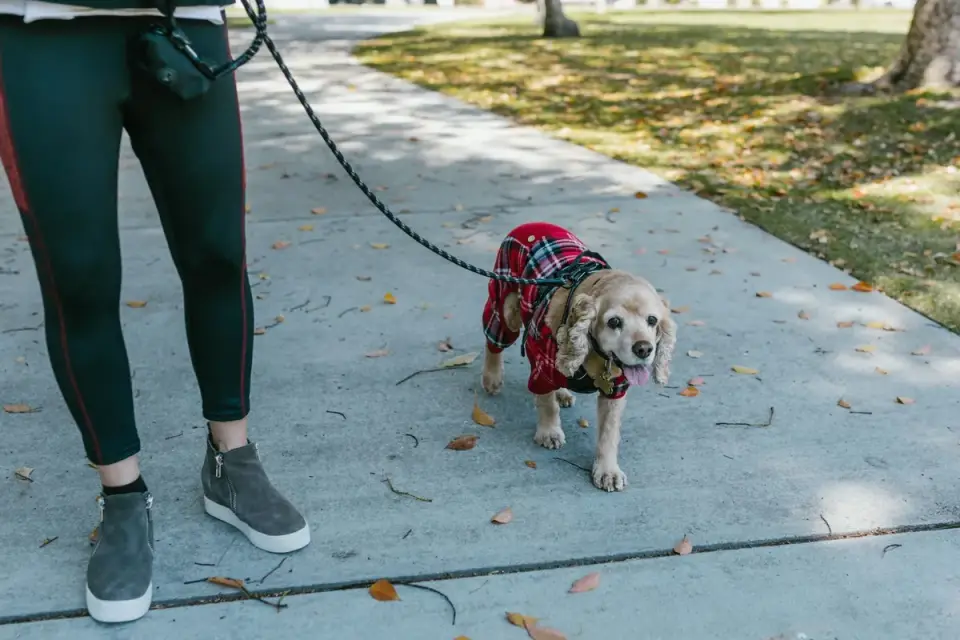 Senior dog walking with an owner