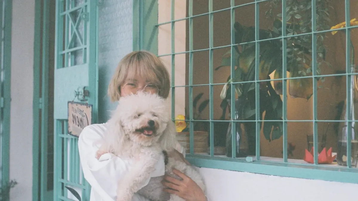 Senior dog walking with an owner