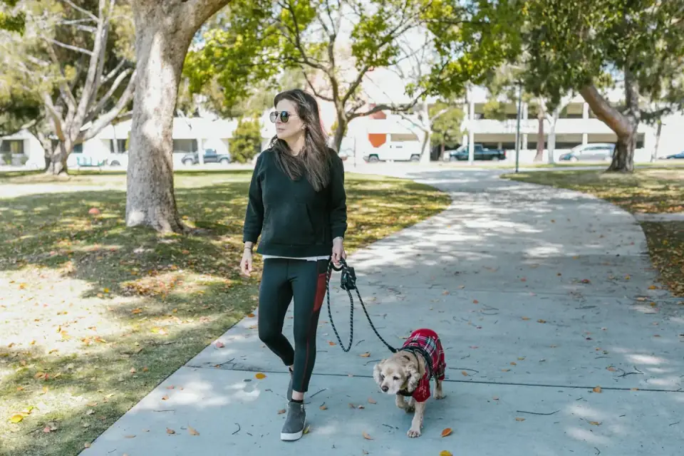 Senior dog walking with an owner