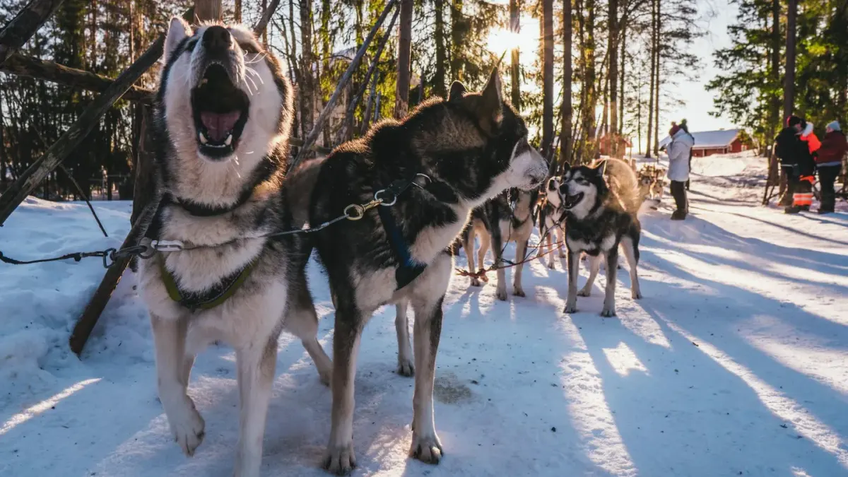 Siberian Husky with mouth open mid-howl in a snowy yard