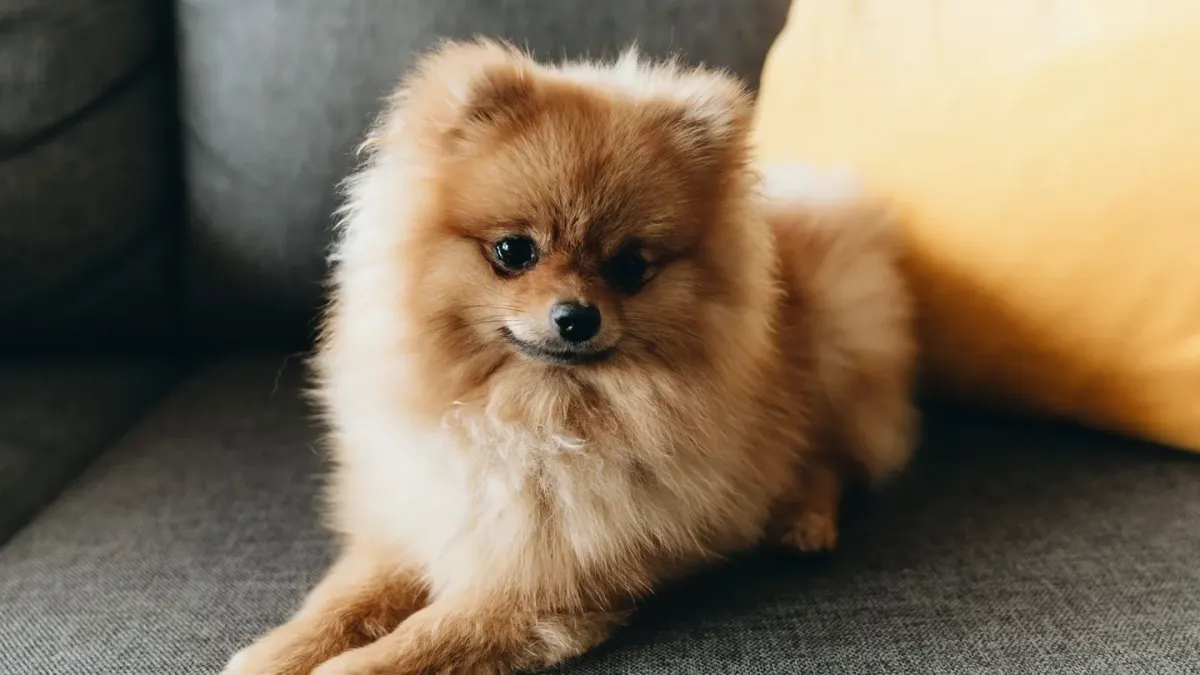 Small dog resting calmly in an owner's lap indoors