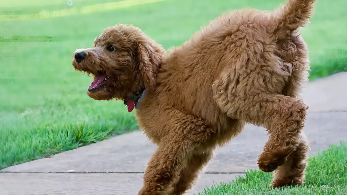 Two curly-coated doodle puppies playing together on grass
